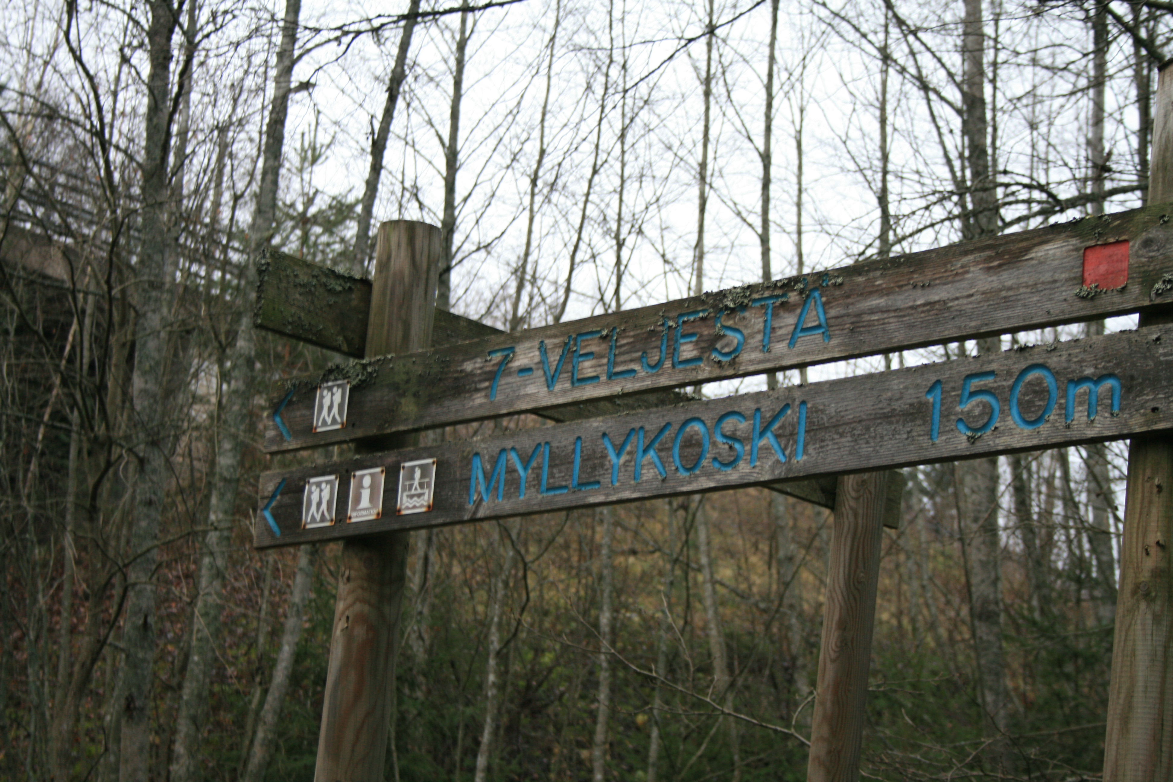 Tienviitta luonnossa